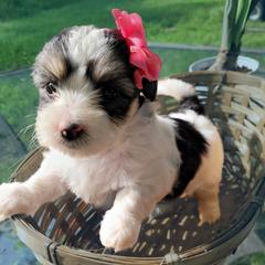 Mal-Shis from Furever Paw-some Home