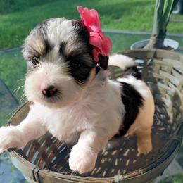 Mal-Shis from Furever Paw-some Home