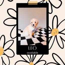 Leo Light Blue - Fawn and white male Sheepadoodle puppy in Republic, Missouri from DOOD & Co