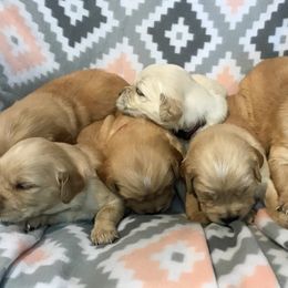 Golden Retriever Puppies from Big Rock Goldens