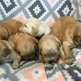 Golden Retriever Puppies from Big Rock Goldens