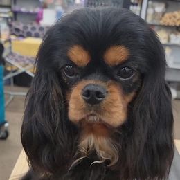 Cosmos - Cavalier King Charles Spaniel
