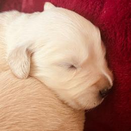 Copper - Light golden male Golden Retriever puppy in Blackfoot, Idaho from Ivy’s Goldens