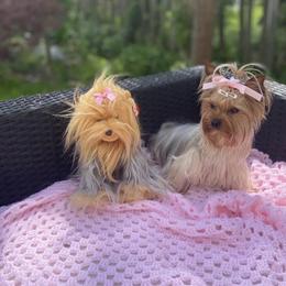 Yorkshire Terrier Puppies from Pretty Little Yorkies