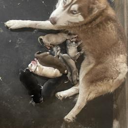 Kora - Siberian Husky