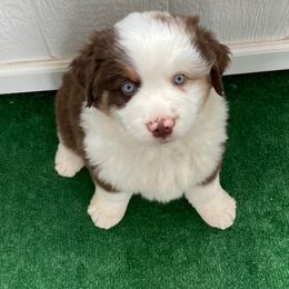 Miniature Australian Shepherd Puppies from Liberty Luck Mini Aussies