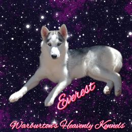 Everest - Siberian Husky