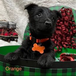 Scottish Terrier Puppies from Mel Armstrong's Scottish Terriers