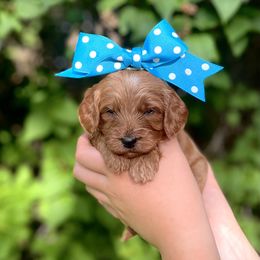 Goldendoodle Puppies from Idaho Sugar Doodle Pups