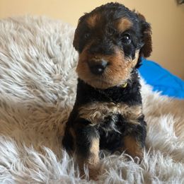 Aaryn - Black and tan female Airedale Terrier puppy in Huntersville, North Carolina from Cool Hand Luke Kennels