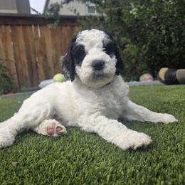 Ghost Red - Parti female Labradoodle puppy in Commerce City, Colorado from Playful Paws Labradoodles