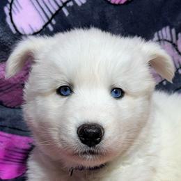 AKC- Opal - White female Siberian Husky puppy in Centreville, Maryland from Huskies By the Bay