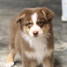 Inferno - Red tri-color male Australian Shepherd puppy in Greeneville, Tennessee from Storm Shine Australian Shepherds