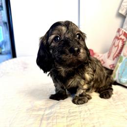Quade - Cream male Dachshund puppy in Hensley, Arkansas from The Dachshund Barn