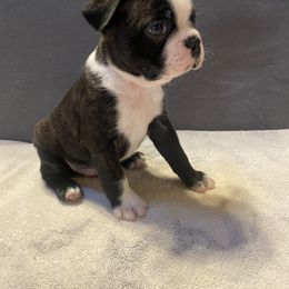 Boston Terrier Puppies from Misty Mountain Boston Terriers