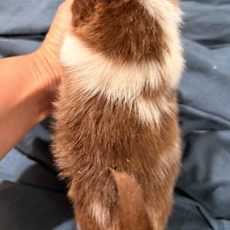 Spot (PomChi) - Merle male Chihuahua puppy in Holbrook, New York from Alyce’s Angels