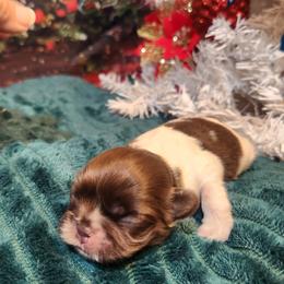 Pekingese, Poodle, and Shih Tzu Puppies from Happy puppies