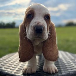 Paisley - Lemon and white female Basset Hound puppy in Richmond, Kentucky from Walters Hollow Hounds