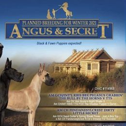 Great Danes from Pegasus Great Danes