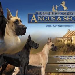 Great Danes from Pegasus Great Danes