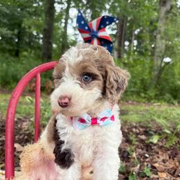 Waffle - Parti male Goldendoodle puppy in Camden, North Carolina from Oopsie Doodles of NC