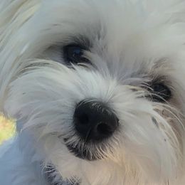 Cavapoochons, Maltese, Maltipoos, Morkies, Yorkipoos, and Yorkshire Terriers from MC Kennels