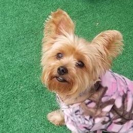 Yorkshire Terriers from Djidade Muhavi's Yorkshire Terriers