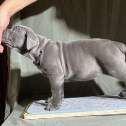 Cane Corso Puppies from RiverStone Gardens