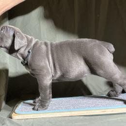 Cane Corso Puppies from RiverStone Gardens