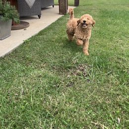 Poodle Puppies from FurEver Poodles