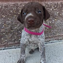 Girl 1 - female German Shorthaired Pointer puppy in Potosi, Wisconsin from Point and Flush Gun Dogs