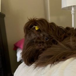 Shih Tzus from Sara’s precious Shih Tzus