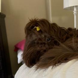 Shih Tzus from Sara’s precious Shih Tzus