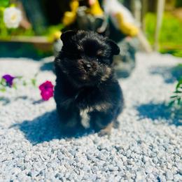 Brewski - Black and tan male Pomeranian puppy in Buck Valley, Pennsylvania from Buck Valley Pomeranians