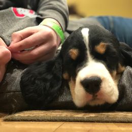 English Springer Spaniel Puppies from Springers Of Oz