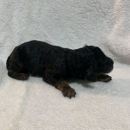 Black - Black Poodle puppy in Pleasant View, Utah from Rocky Mountain Poodles