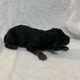 Black - Black Poodle puppy in Pleasant View, Utah from Rocky Mountain Poodles