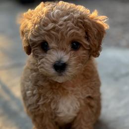 Bichon Frise puppies from IDREAMOFPUPPIES