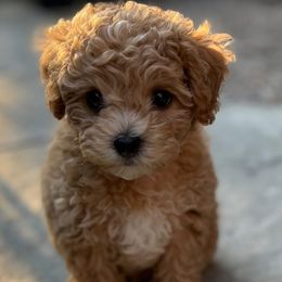 Bichon Frise puppies from IDREAMOFPUPPIES