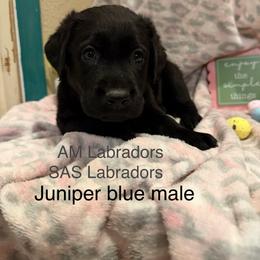 Little boy Blue - Black male Labrador Retriever puppy in Wittmann, Arizona from AM Labradors