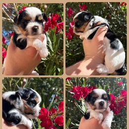 Brown - Black tan and white male Biewer Terrier puppy in Temecula, California from Biewer Puppies USA
