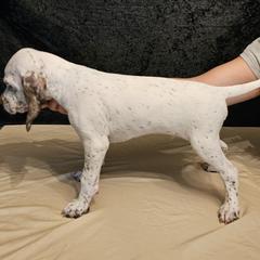 Braque du Bourbonnais Puppies from Steady Wind Braque du Bourbonnais Pointers