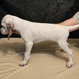 Braque du Bourbonnais Puppies from Steady Wind Braque du Bourbonnais Pointers