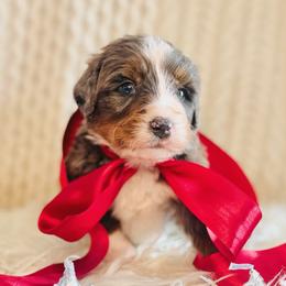Arrow - Blue merle male Bernedoodle puppy in Travelers Rest, South Carolina from Bernedoodle.do