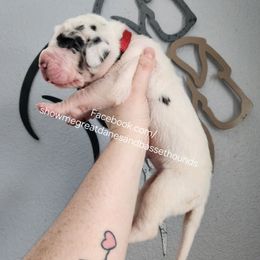 Red collar - Harlequin male Great Dane puppy in Alton, Illinois from Show Me Great Danes and Basset Hounds