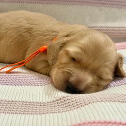 Whimsy - Cream male Dachshund puppy in Murfreesboro, Tennessee from Kimbrie's Dream Cream Doxies