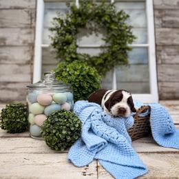 Grits - Liver white and roan male English Springer Spaniel puppy in Henderson County, North Carolina from Roan Creek Kennels