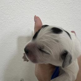 Roadie - Black and chalk male Australian Labradoodle puppy in Denton, Texas from Dignity Labradoodles