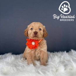Pepper Potts - Cream female Companion Cross puppy in Utah County, Utah from Big Hearted Breeders