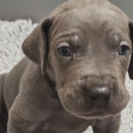 Enzo - Blue Great Dane puppy in Garner, North Carolina from Gentle Giant Danes, LLC